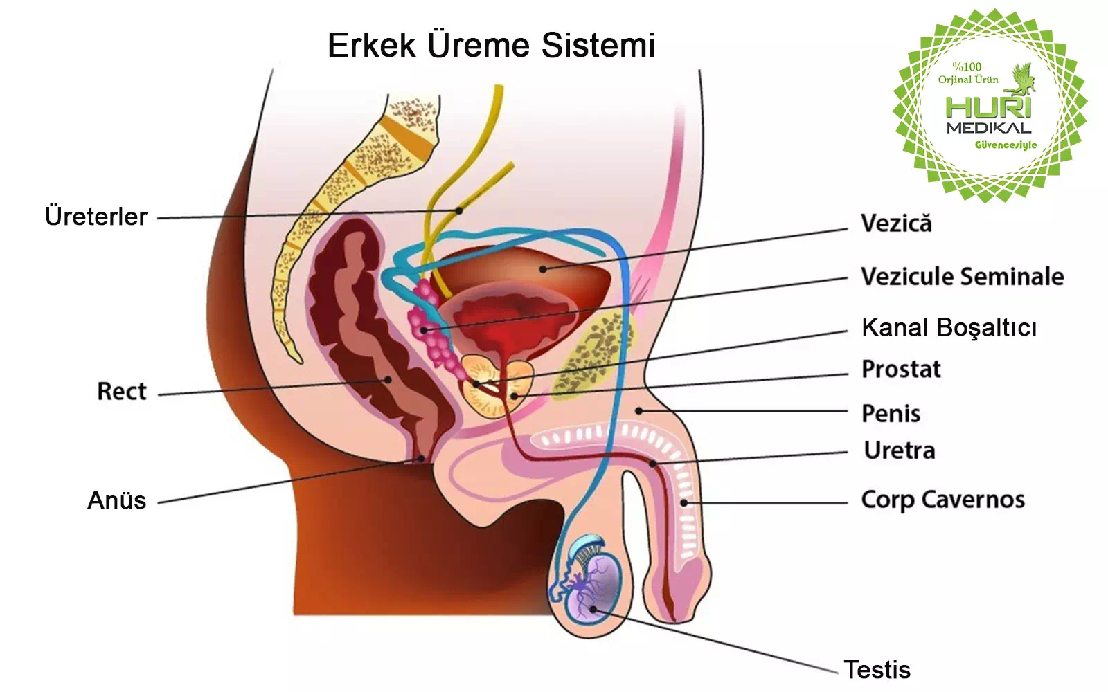 Erektil Disfonksiyon Nedir?